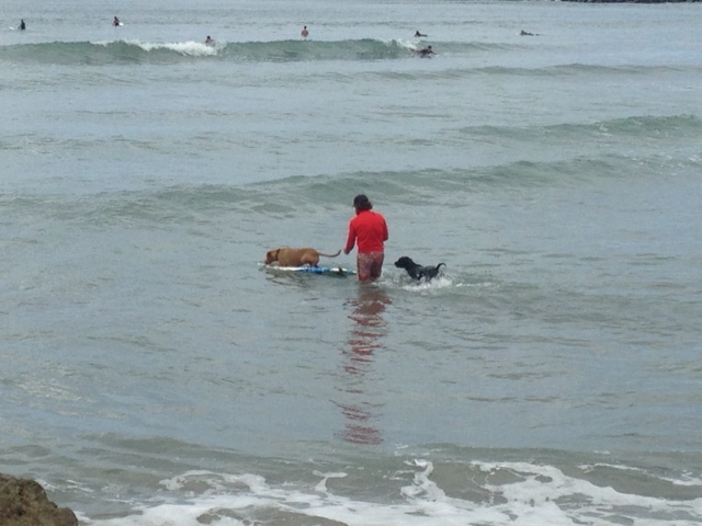 dog beach 1
